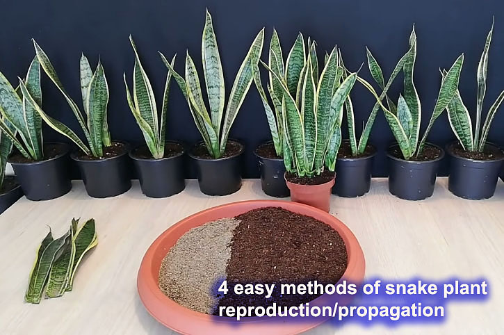 Easy methods of snake plant propagation