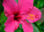 Hibiscus