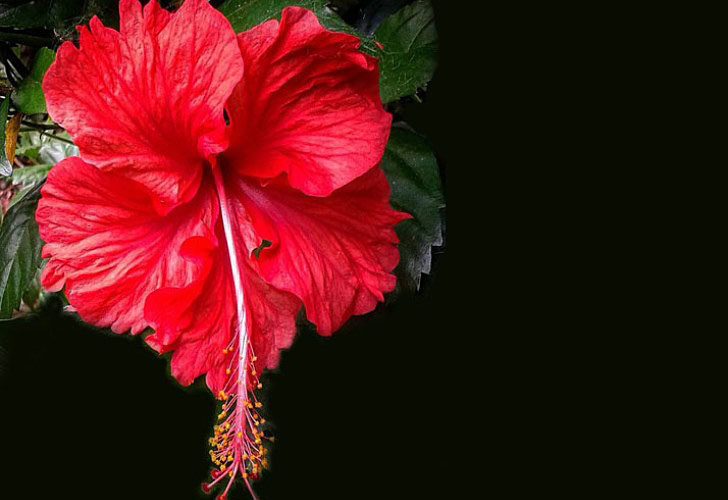 Hibiscus flower meaning