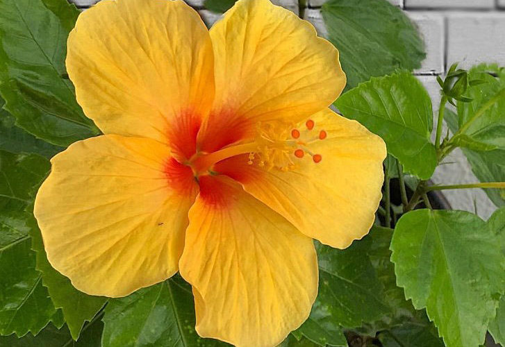 Hibiscus flowering