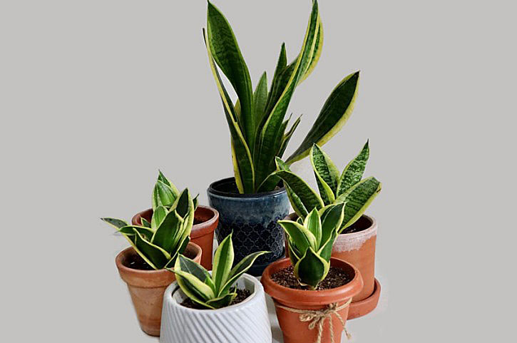 Is Snake Plant Poisonous to Humans
