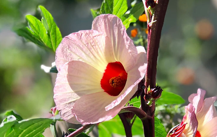Roselle hibiscus