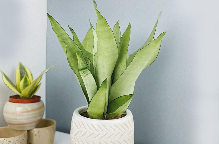 Sansevieria silver queen