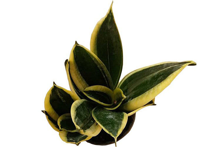 Sansevieria trifasciata “Black Gold”