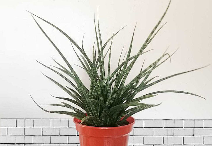 Snake Plant Mikado