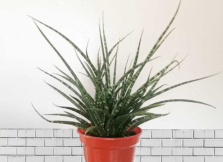 Snake Plant Mikado