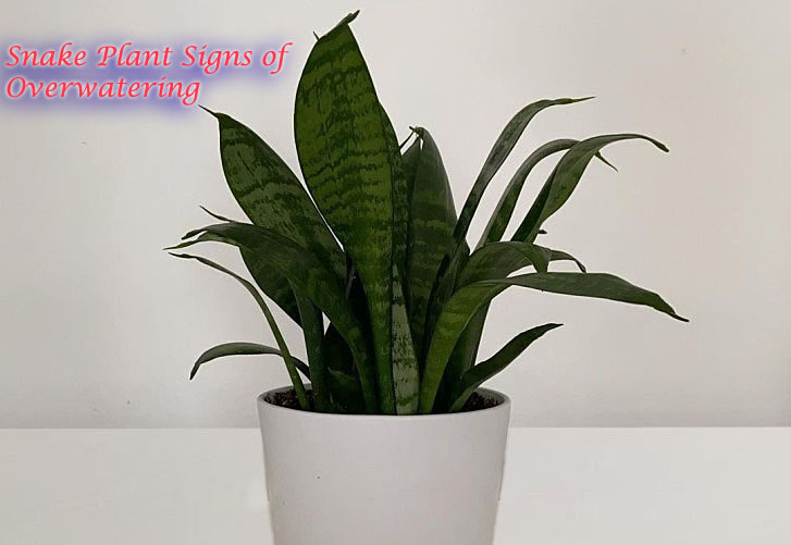 Snake Plant Signs