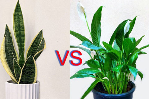 Snake Plant vs Peace Lily