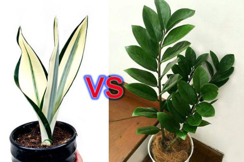 Snake Plant vs ZZ Plant