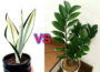 Snake Plant vs ZZ Plant