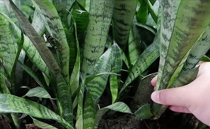 Snake plant for your houseplant