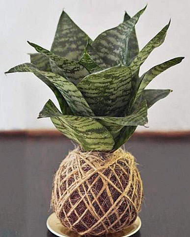 Snake plant kokedama