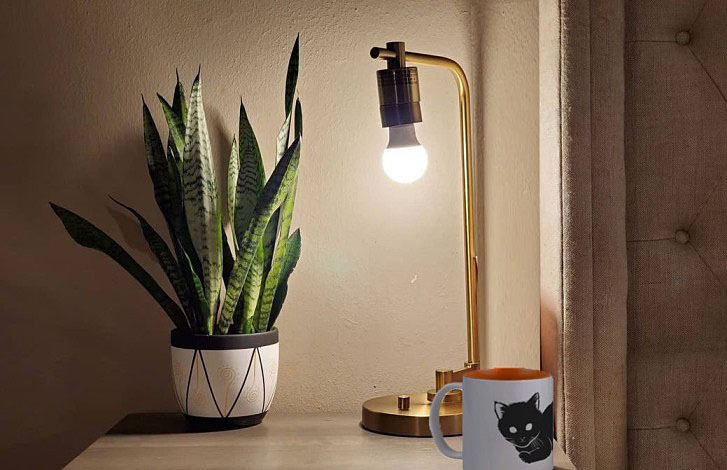Snake plant maintenance