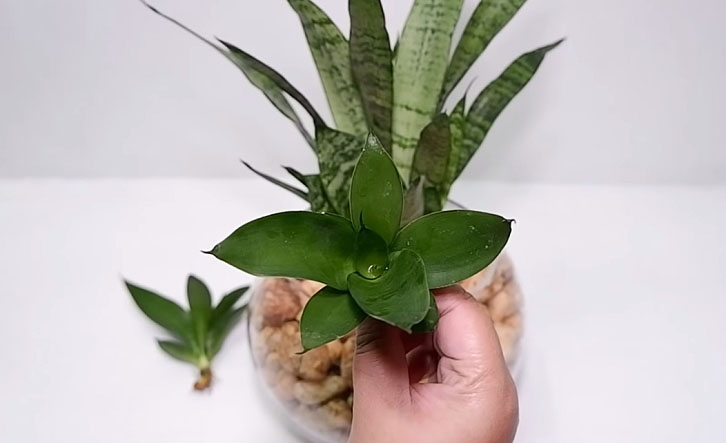 Snake plant maintenance