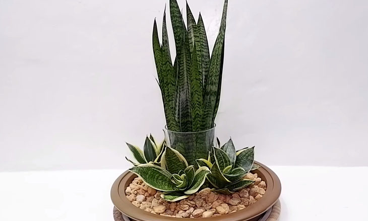Snake plant medicinal