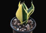 Snake plant monocot