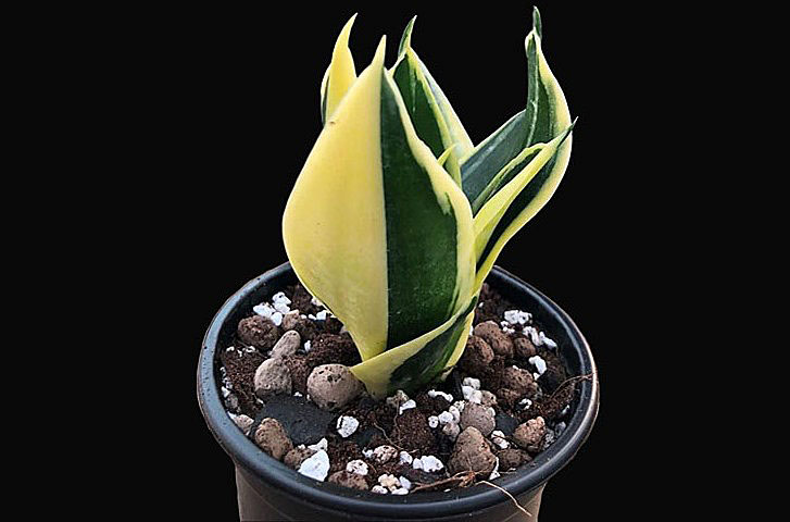 Snake plant monocot