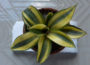Snake plant natural