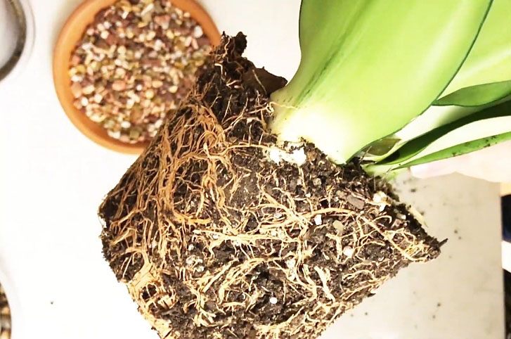 Snake plant root bound