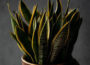 Snake plant survive without sunlight