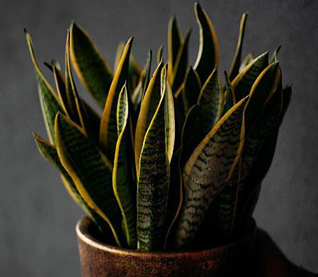 Snake plant survive without sunlight