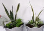 Snake plant watering