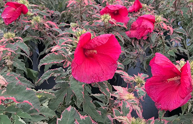 Summer carnival hibiscus