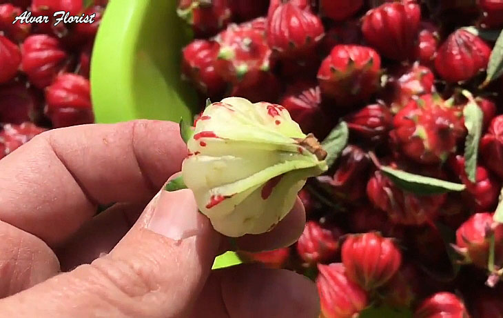 Hibiscus Fruit