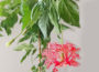 Hibiscus Schizopetalus