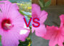 Hibiscus Vs Azalea