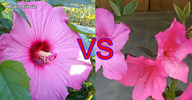 Hibiscus Vs Azalea
