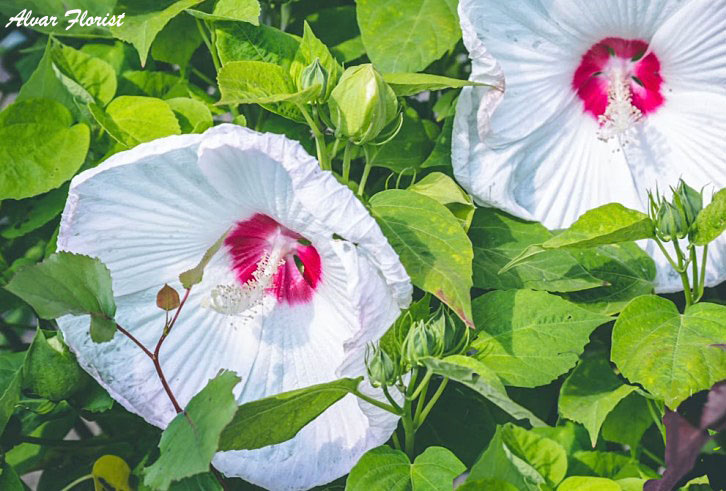 Hibiscus zone