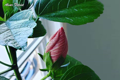 Water Hibiscus Indoors