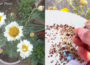 Chrysanthemum from Seeds