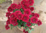 Chrysanthemum watering