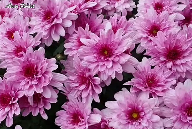 Chrysanthemum