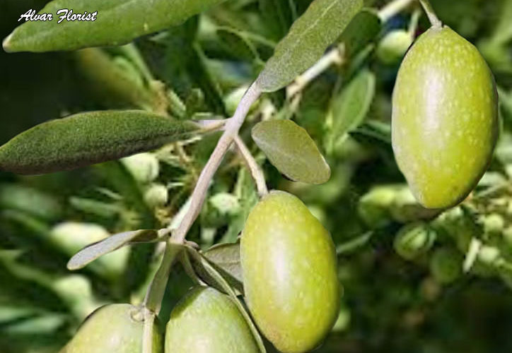 Steps of Planting Olive Trees