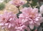 Characteristic of Chrysanthemums