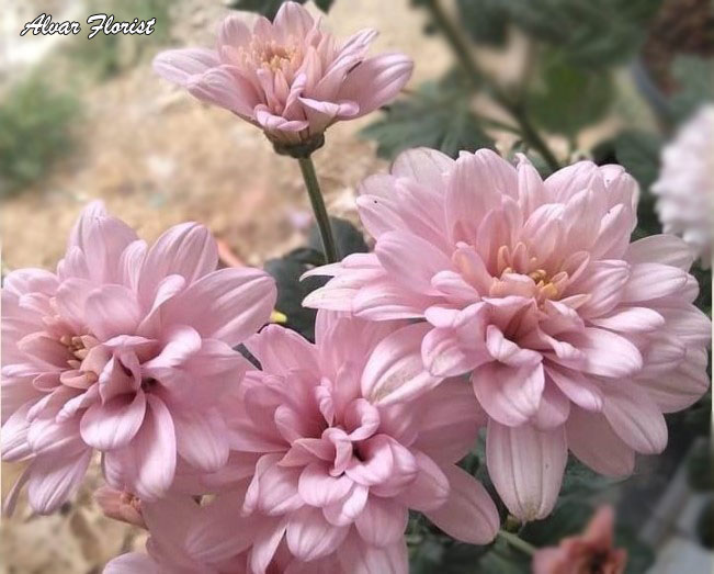 Characteristic of Chrysanthemums