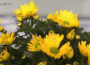 Chrysanthemum flowering