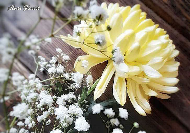Chrysanthemums Blue