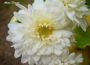Chrysanthemums Perennials in Zone 5