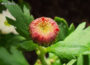 Chrysanthemums Wilting