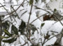 Olive Trees in Winter