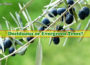 Olive trees are deciduous