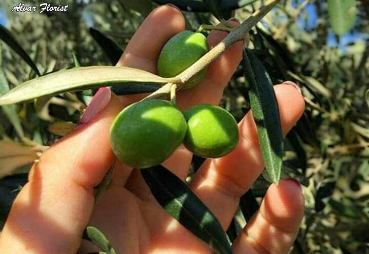 Where to Buy Olive Trees
