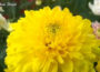 Chrysanthemums for Humans