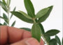 Growing Olives Trees