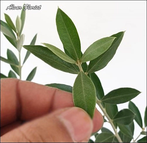 Growing Olives Trees 