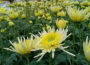 Hardy Chrysanthemums